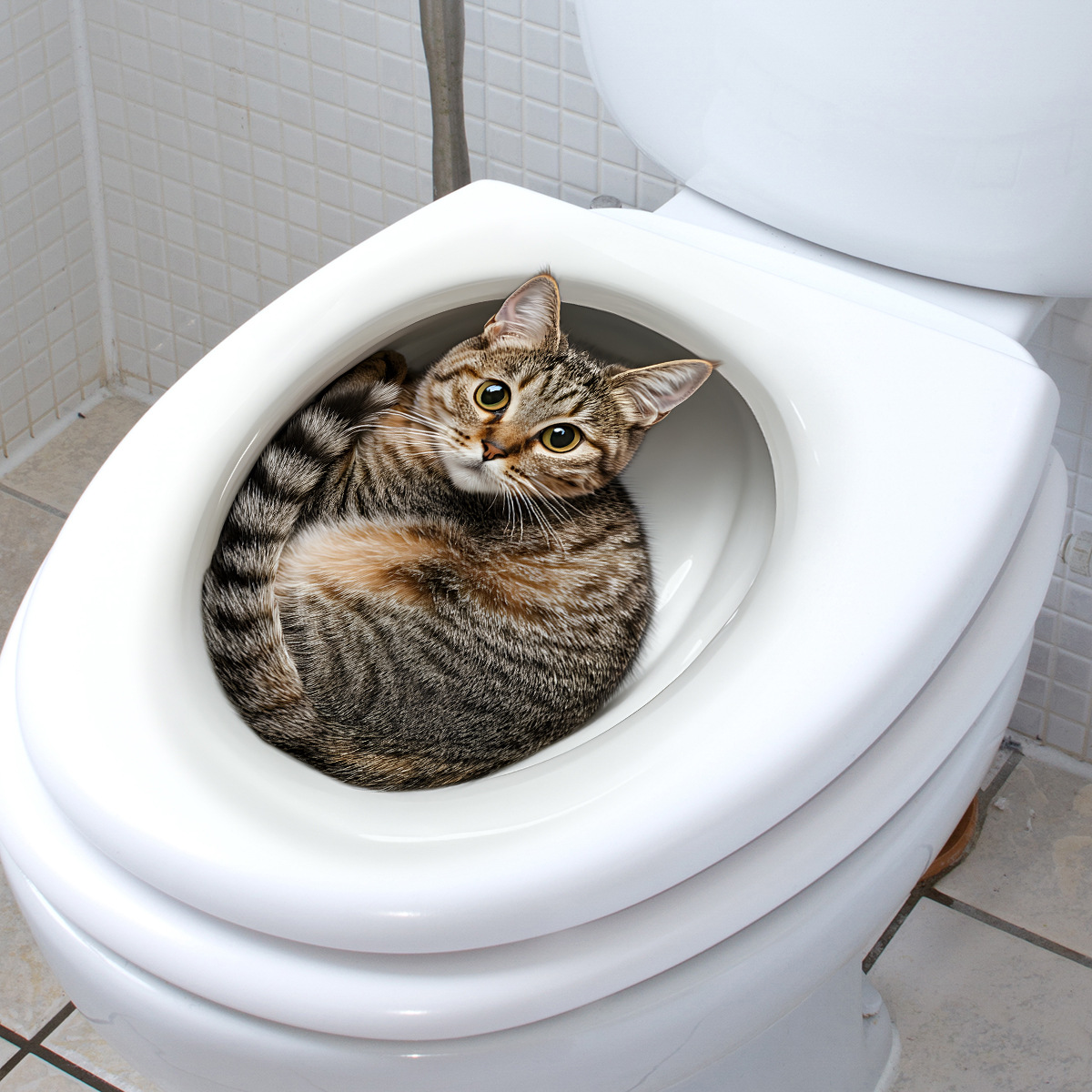 3d engraçado gato toalete ades - Tiny Home Bathroom Kit avaliação e preço